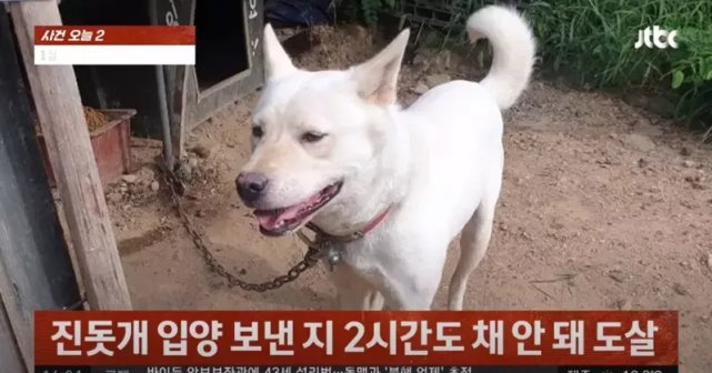 韩国一老头领养狗母女 转头就送进屠宰场 六万人请愿送其进监狱 珍岛犬 韩国 狗狗 动物保护法 青瓦台