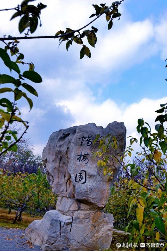 客户端齐鲁壹点情报站发来一组在济南千佛山腊梅园的美景与大家分享