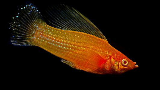 玛丽鱼会亲嘴吗