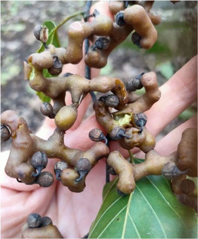 它的果子长得像鸡爪,顾名思义我们家乡人都叫鸡爪果.
