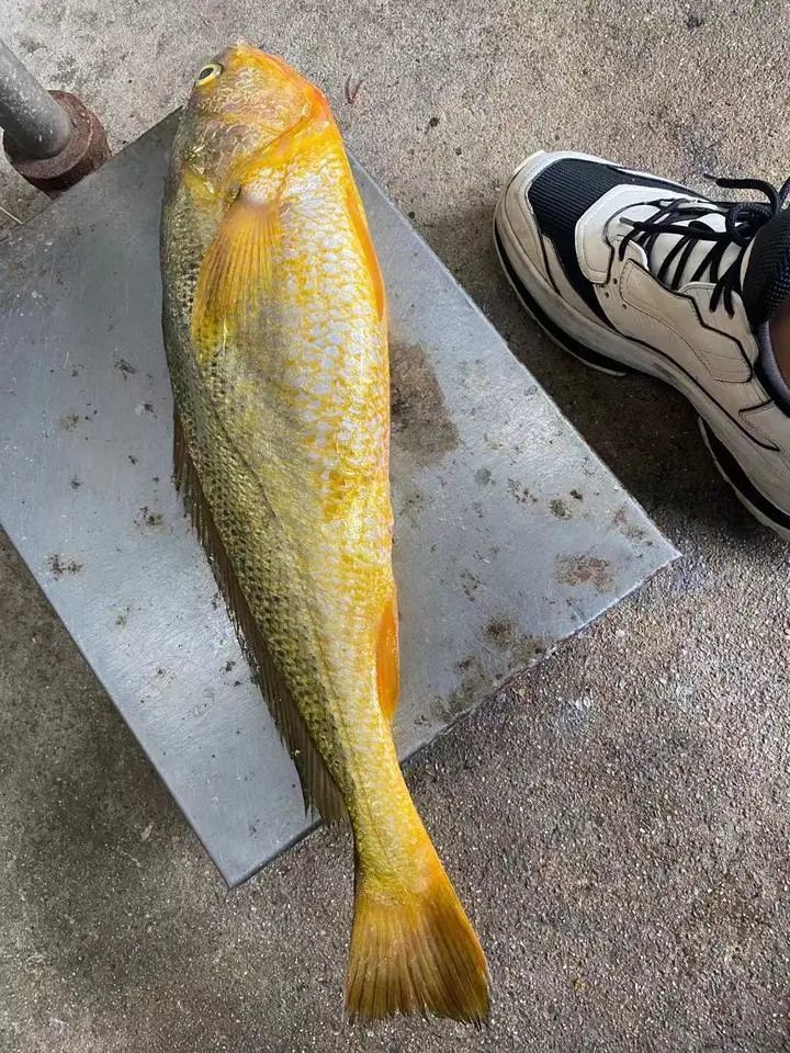 1500斤野生大黄鱼上岸了