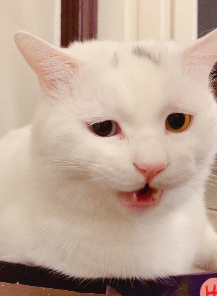 来一组无字可爱猫猫表情包吖请自行想象
