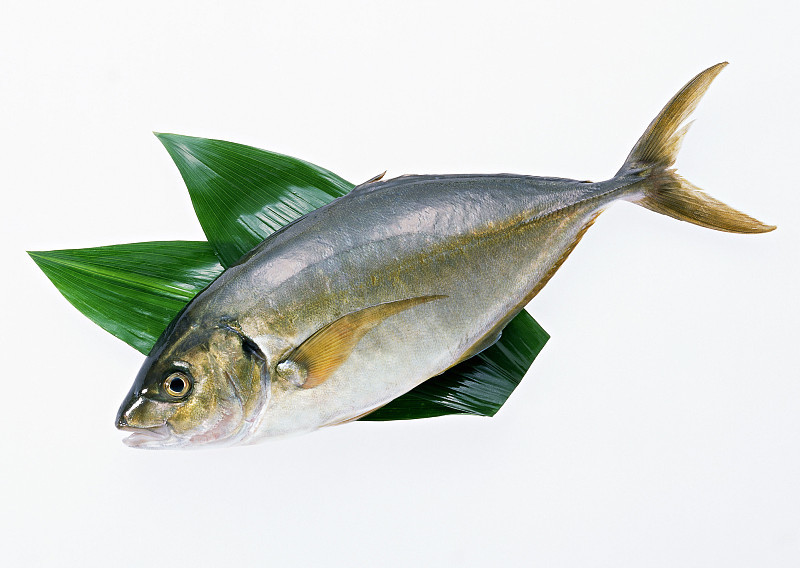 冬天要多吃这6种鱼 顺应季节 鲜嫩肥美营养高 尽量少吃这2类鱼 腾讯新闻