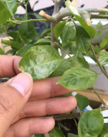 就是三角梅长出来的叶片是畸形的,叶片皱皱巴巴,叶片表面凹凸不平