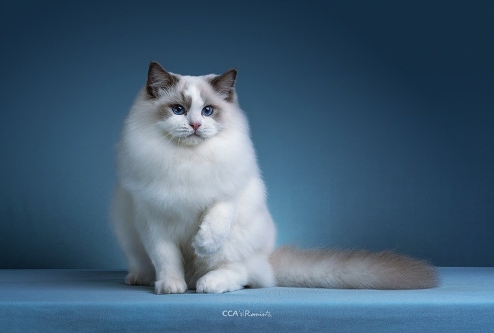 蓝双色布偶猫1128