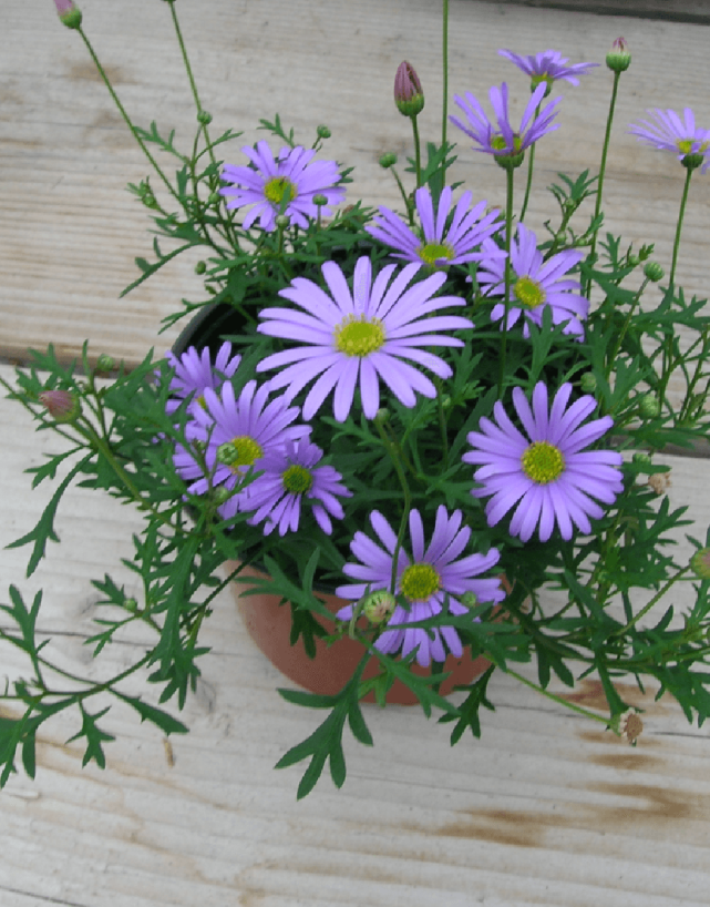 姬小菊买回家就要剪秃,换盆后几周开满花,适合新手的草花|姬小菊|盆栽