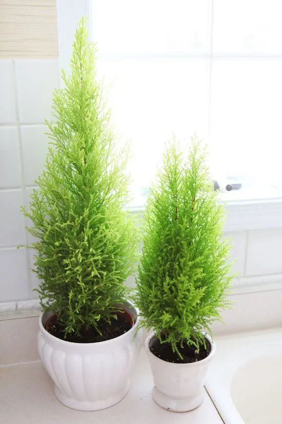 盆栽香松叶子容易发黄枯萎,其实就是没满足这5个条件