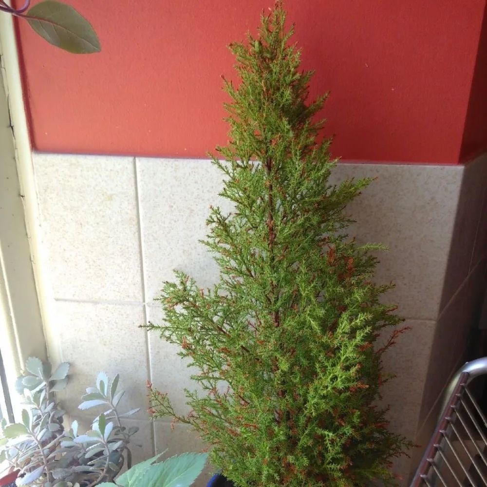 植株小巧的香冠柏,叶子有柠檬香味,为啥养一盆挂一盆?