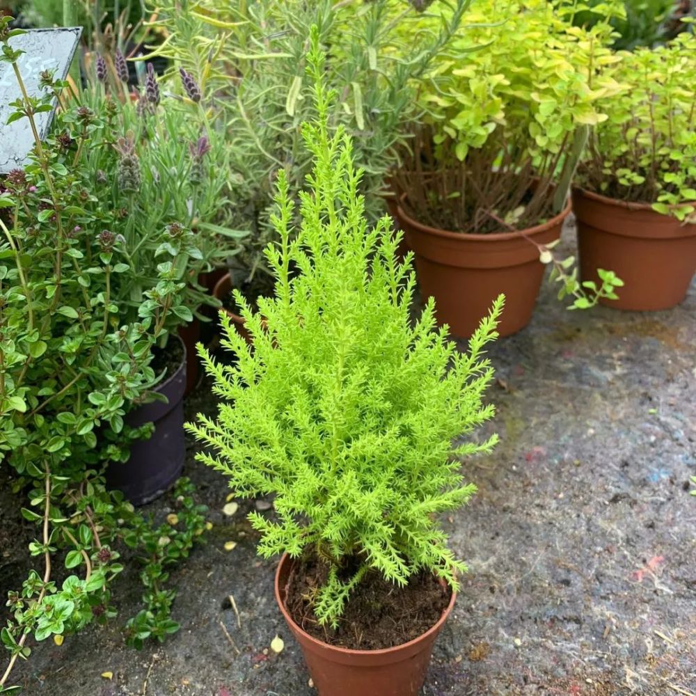 植株小巧的香冠柏,叶子有柠檬香味,为啥养一盆挂一盆?