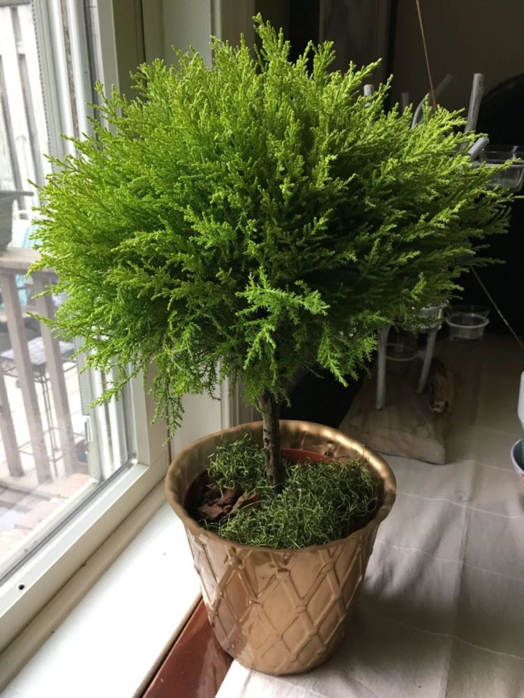 植株小巧的香冠柏,叶子有柠檬香味,为啥养一盆挂一盆?