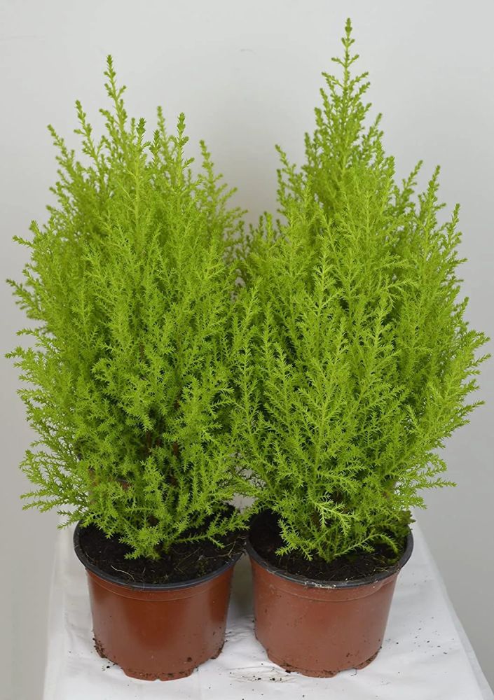 植株小巧的香冠柏,叶子有柠檬香味,为啥养一盆挂一盆?