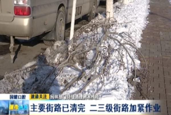 长春主要街路树木残枝已清完二三级街路加紧作业 长春 极端天气 绿园区
