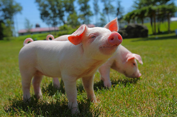 生肖猪:你要大喜临头,12月躲不过的喜,最好看看什么喜?