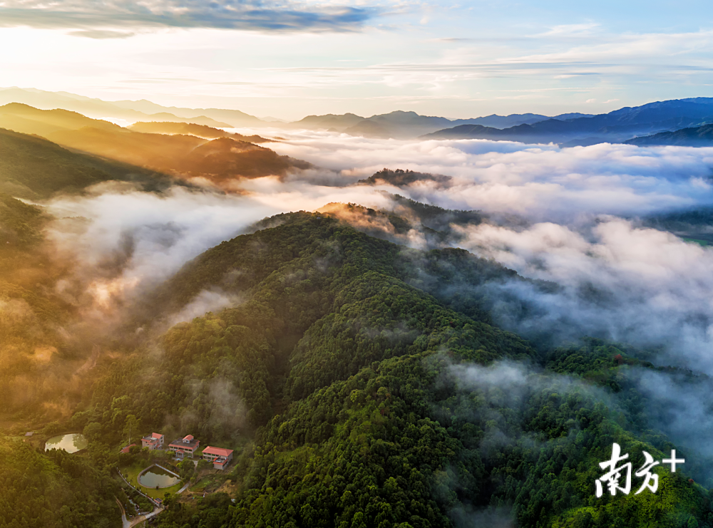 11月23日,云雾缭绕下的河源康禾温泉国家森林公园.陈剑云 摄