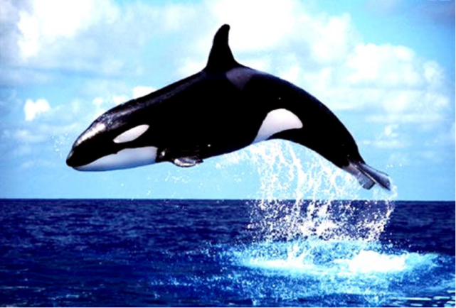 虎鲸:海洋里的霸主|背鳍|虎鲸|海洋|大白鲨