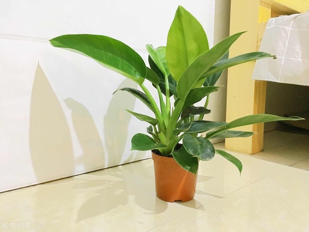 养好天堂鸟的8个技巧,这种网红植物,摆1盆家里装饰效果提升10倍