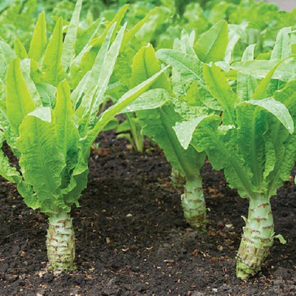 荒野维生野菜系列——莴苣