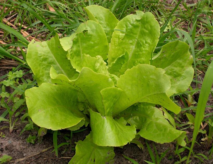 莴苣幼苗嫩叶细节外观