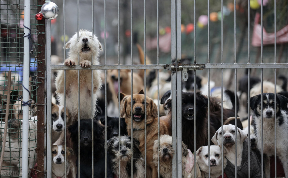 马来西亚这个地方的狗狗别乱摸数据近半流浪狗感染狂犬病