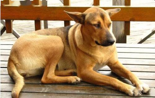 秋田犬对主人是非常忠诚和通人性的,相信饲养它的人都应该知道,只要对