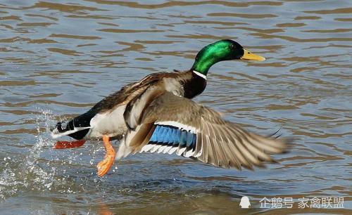 生态养殖这种两斤重的飞鸭我成功躲过了今年的家禽行情低谷