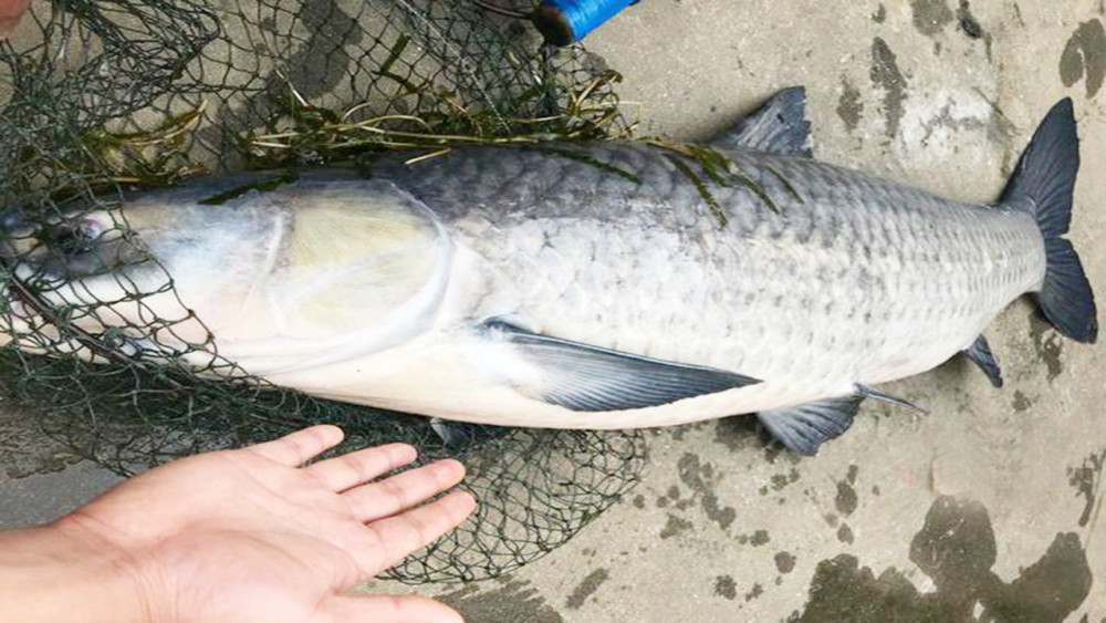 四十多斤石家莊滹沱河還有這麼大的魚釣友質疑不是野生的