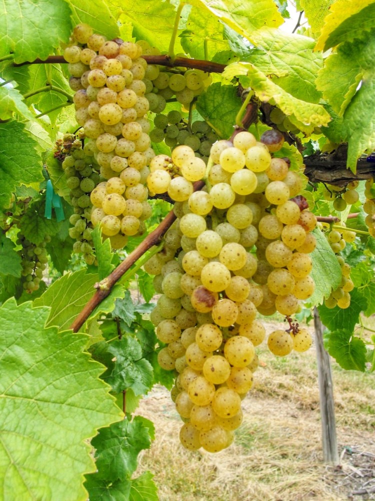 阳光,正对着桓龙湖方向的山坡上,整齐地排列着挂满葡萄果实的葡萄架