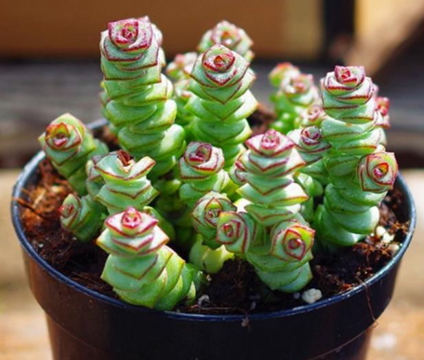 养殖多肉植物钱串,如何打理才能长满盆,个个美美哒?