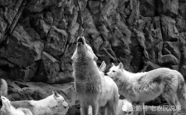 农村传说中的狈真实的存在过吗狈比狼还要厉害吗看完明白