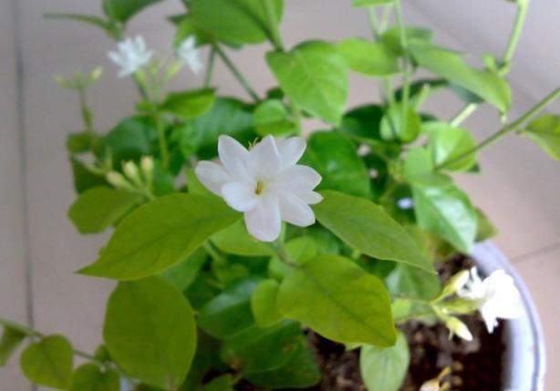 养茉莉盆栽 1个月喂一次 蛋壳 开花又大又香又白 茉莉花 盆栽
