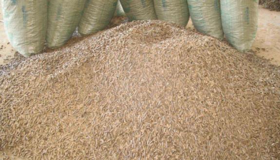 锯末草木灰这2样拿来养花省钱又好用