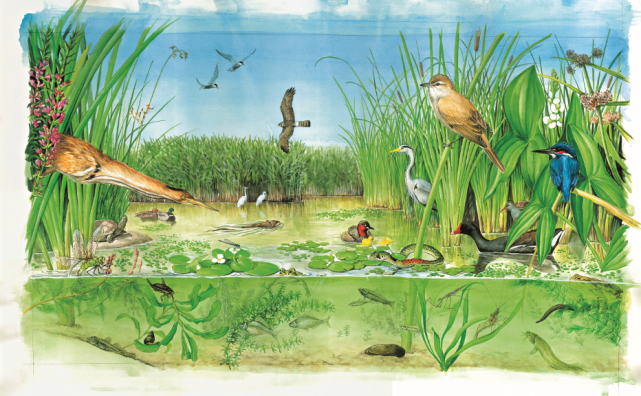 这个数字看似简单,但背后却是百年时间,几代学者和观鸟者的心血和成就