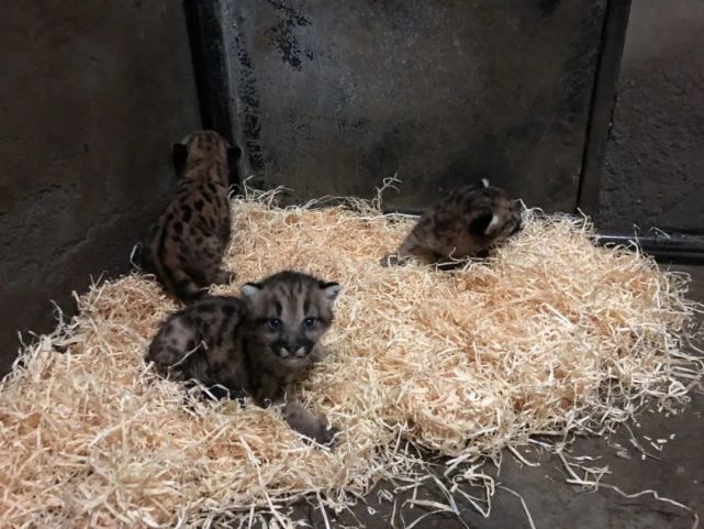 【探索】上海動物園美洲獅