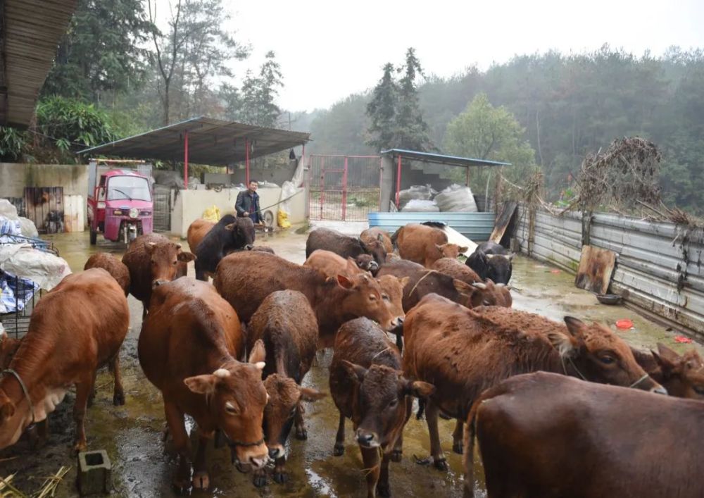原来,花学村黄牛养殖大户邓声焰的养牛基地就建在这里.