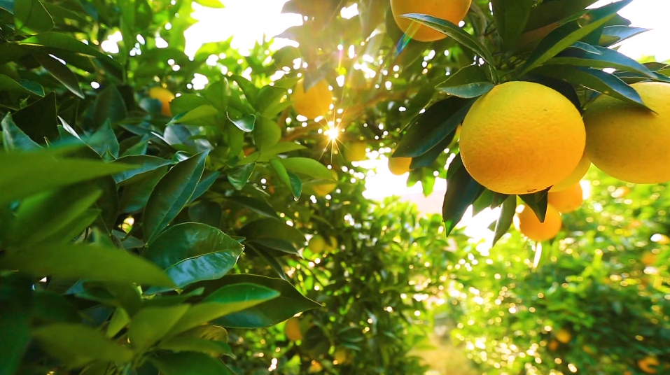 新宁脐橙大丰收政府搭台直播带货助农增收