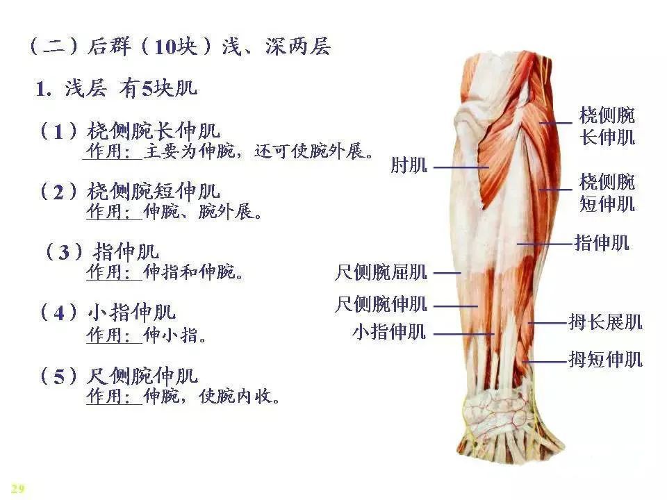 骨骼肌-解剖圖_騰訊新聞