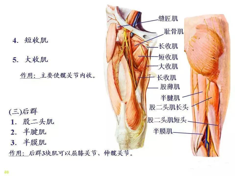 骨骼肌-解剖圖_騰訊新聞