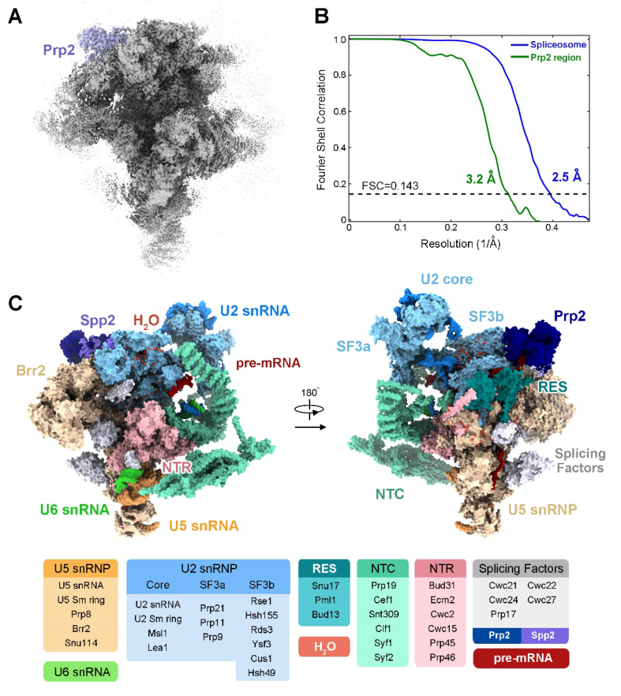 圖丨 釀酒酵母激活剪接體及結構重塑蛋白 prp2 的三維結構(來源