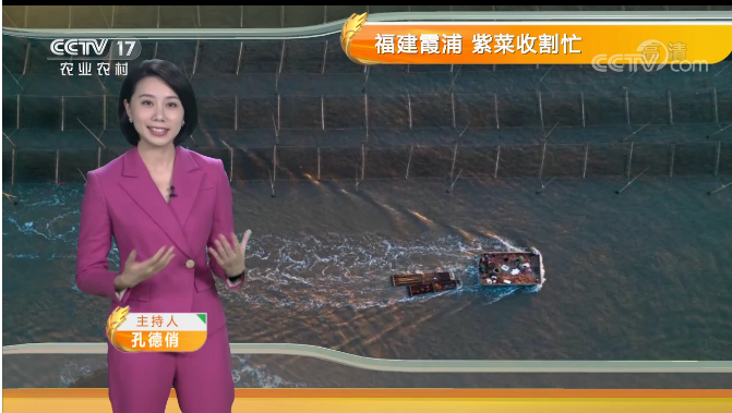 霞浦紫菜荣登cctv17《农业气象》节目!又要火了!