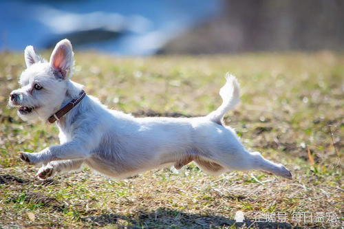 遛狗也是门学问 狗狗需要多大运动量 你知道吗 狗狗 遛狗 幼犬 牧羊犬 工作犬