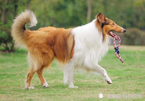 遛狗也是门学问 狗狗需要多大运动量 你知道吗 狗狗 遛狗 幼犬 牧羊犬 工作犬