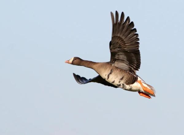 下游一带越冬,神话故事中精卫鸟所填的东海一带正是它们的必经之地