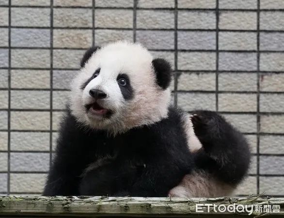 大熊猫"圆宝"成长趣事全纪录_腾讯新闻