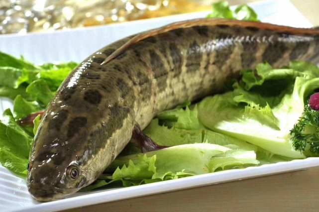 生性凶猛以食鱼为生被誉为水中杀手营养价值高受欢迎