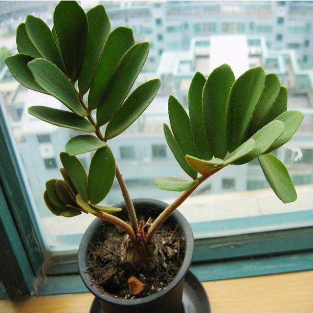 株型优美的墨西哥铁树叶片新颖独特优雅美观放家中韵味十足