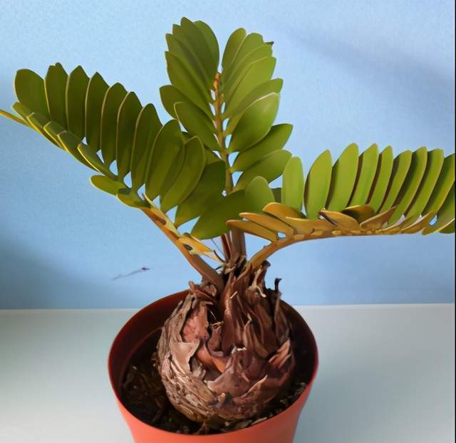 株型优美的墨西哥铁树叶片新颖独特优雅美观放家中韵味十足