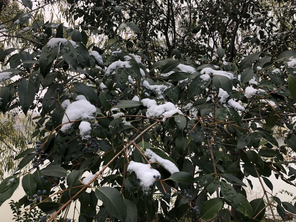 倒春寒|明日雨水，老话说：“雨水无水，惊蛰春寒”，今年会有倒春寒吗？