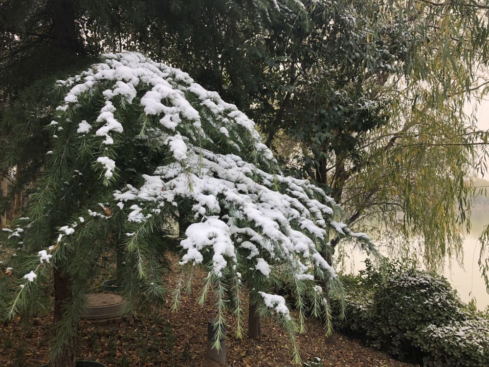 倒春寒|明日雨水，老话说：“雨水无水，惊蛰春寒”，今年会有倒春寒吗？