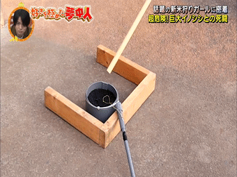 日本妹子辞职去山里当赏金猎人,靠抓野猪发家致富