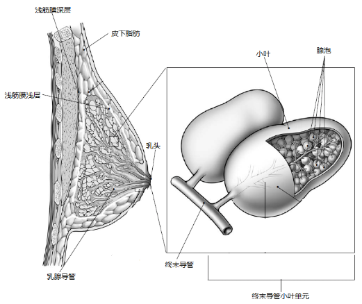 复查健侧4a 是复发了吗 腾讯网